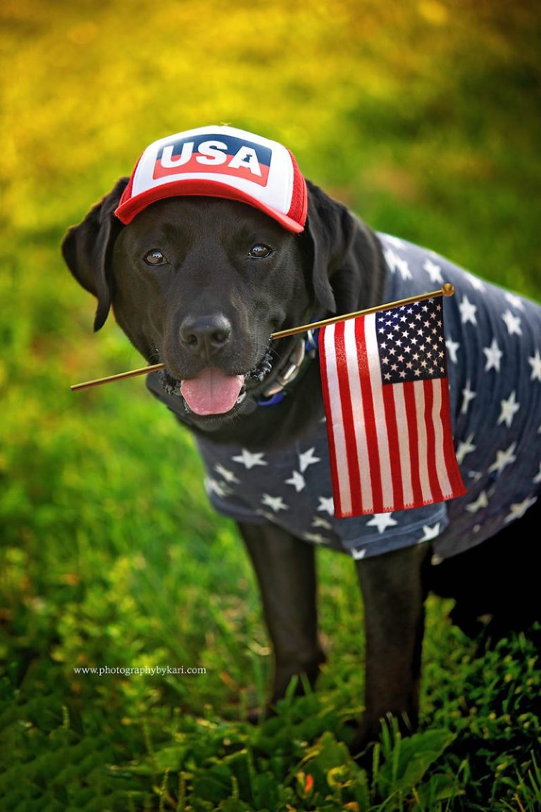 black lab dog portrait with american flag