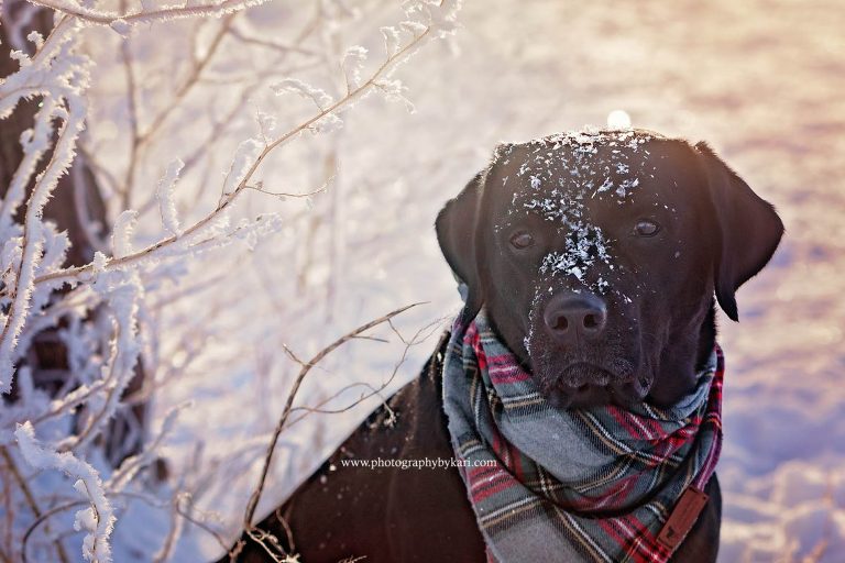black lab dog portrait in snow taken by Photography by Kari