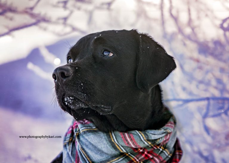 black lab dog portrait in snow taken by Photography by Kari